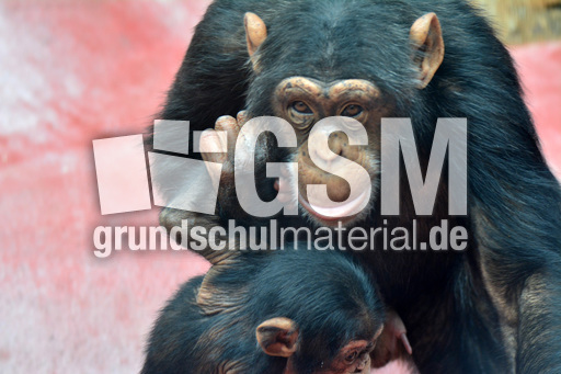 Schimpanse_1 (1).jpg